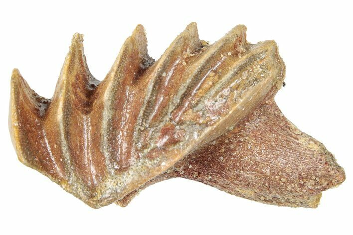 Cretaceous Lungfish (Ceratodus) Tooth Plate - Morocco #285271